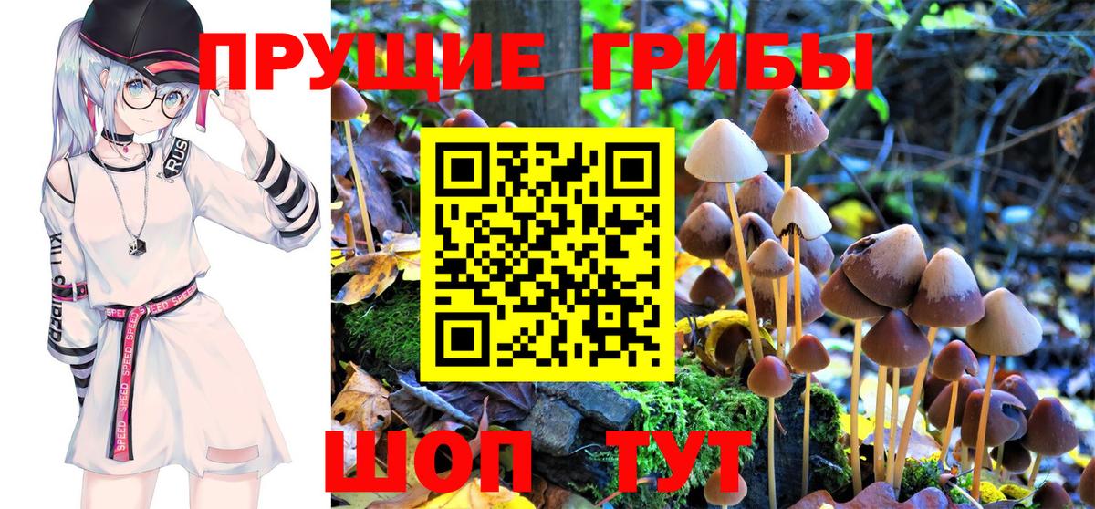Печора  Псилоцибиновые грибы Psilocybine cubensis  Вход с VPN 